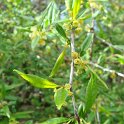 Prinsepia sinensis P1D